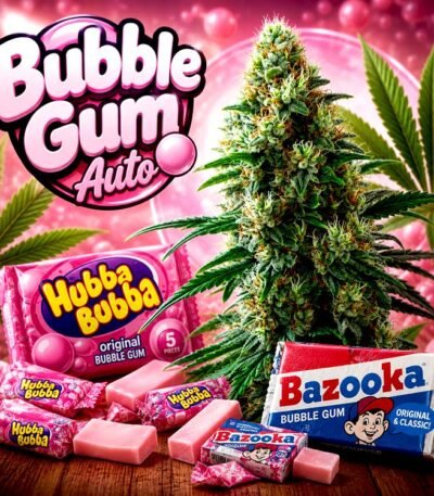 Image of Bubble Gum Auto 89 90 88 5 seeds - Gelato Seeds