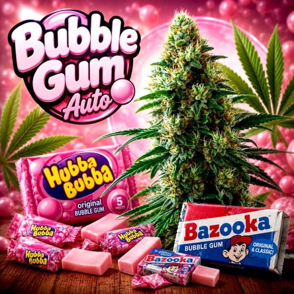 Image of Bubble Gum Auto 89 90 88 5 seeds - Gelato Seeds