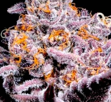 Bubble Gum Sherb (Bubble Gum Sherbet strain)