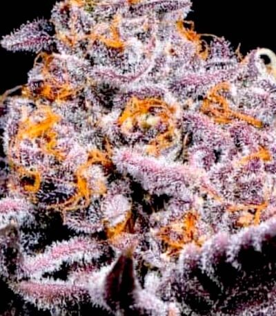 Bubble Gum Sherb (Bubble Gum Sherbet strain)