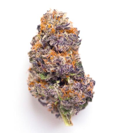 Candyland feminized cannabis seeds strain