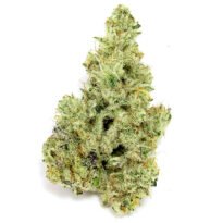 Cap Junky strain: feminized seeds for sale