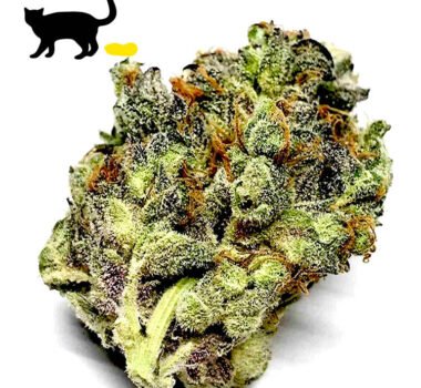 Cat Piss cannabis seeds for sale