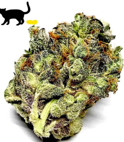 Cat Piss cannabis seeds for sale