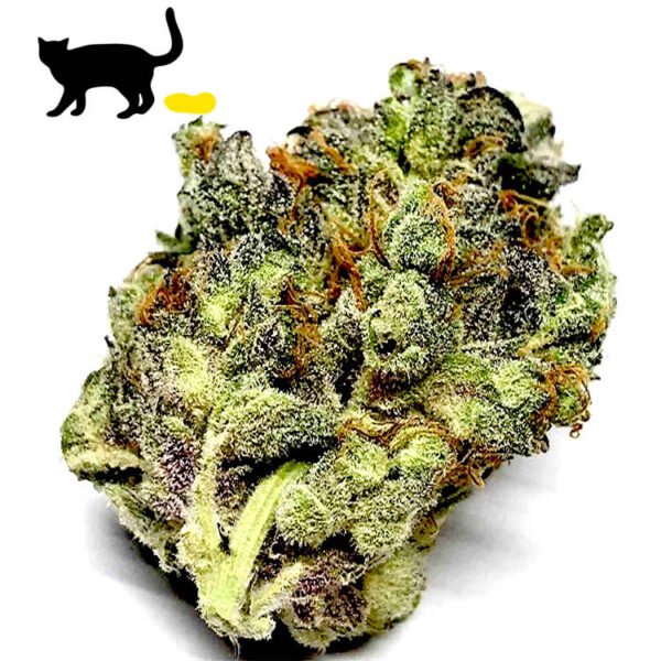 Cat Piss cannabis seeds for sale