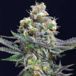 Thumbnail for Cement Shoes seeds 88 89 90 5 seeds - Gelato Seeds