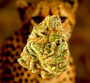 Image of Cheetah Piss seeds 88 89 90 5 seeds - Gelato Seeds