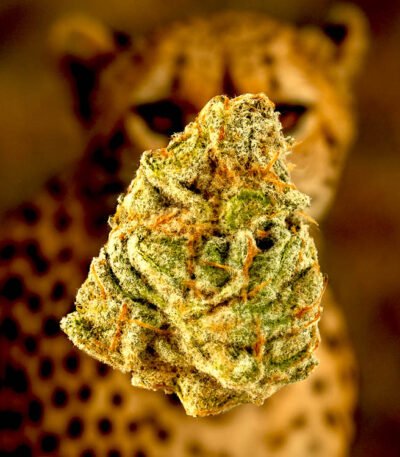 Image of Cheetah Piss seeds 88 89 90 5 seeds - Gelato Seeds