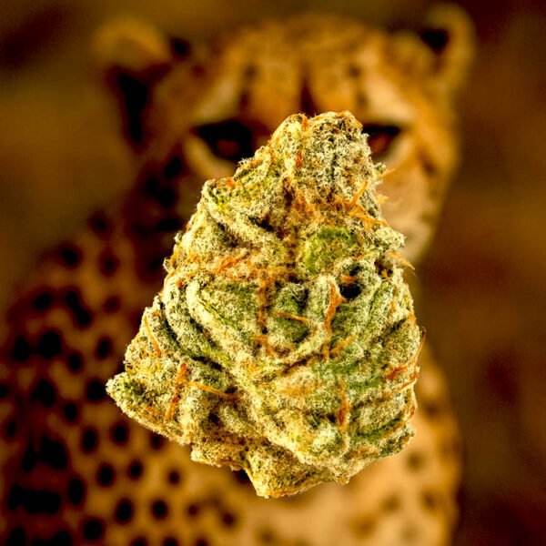 Image of Cheetah Piss seeds 88 89 90 5 seeds - Gelato Seeds