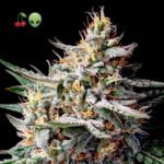 Cherry Alien Autoflower