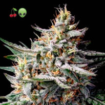 Cherry Alien Autoflower