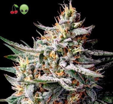 Cherry Alien Autoflower