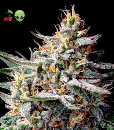 Cherry Alien Autoflower
