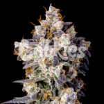 Cherry Zelato seeds strain Cookies Seed Bank
