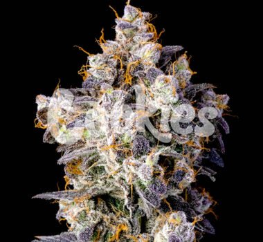 Cherry Zelato seeds strain Cookies Seed Bank