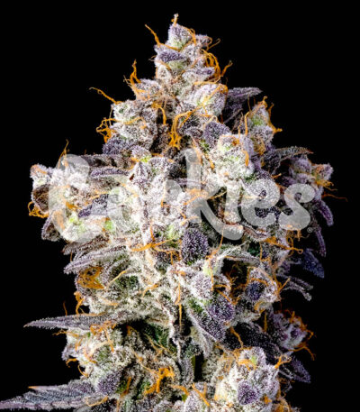 Cherry Zelato seeds strain Cookies Seed Bank