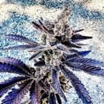 Cosmopolis strain by Exotic Genetix