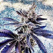 Cosmopolis strain by Exotic Genetix