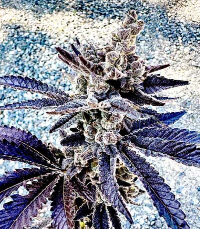 Cosmopolis strain by Exotic Genetix