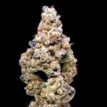 Crispy Sugar strain seeds: feminized cannabis seeds Lemonnade/Cookies