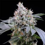 Dirty Diana seeds for sale