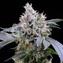 Dirty Diana seeds for sale