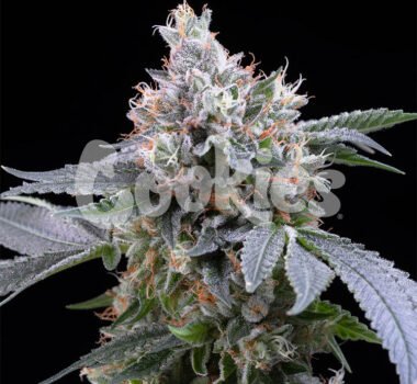 Dirty Diana seeds for sale