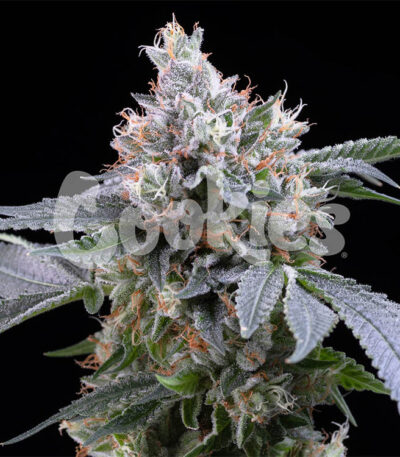 Dirty Diana seeds for sale
