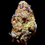 Dolato autoflower strain seeds