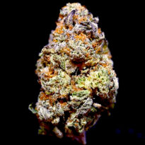 Dolato autoflower strain seeds