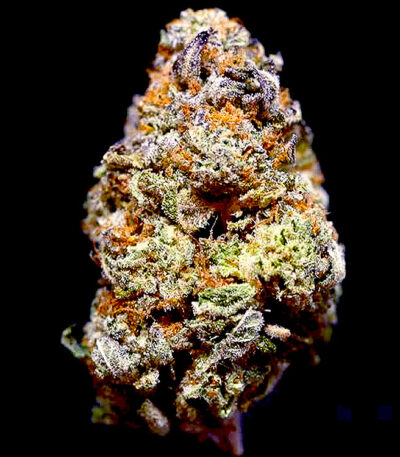 Dolato autoflower strain seeds