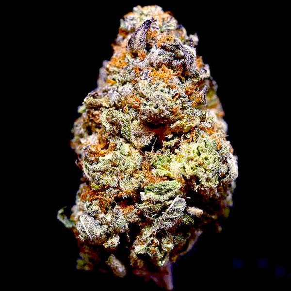 Dolato autoflower strain seeds