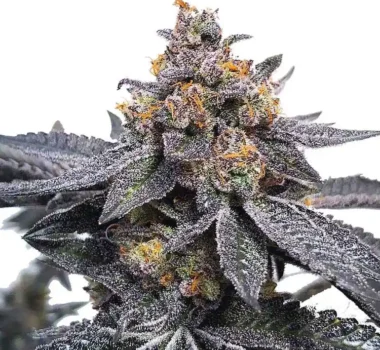 Dosidos strain seeds