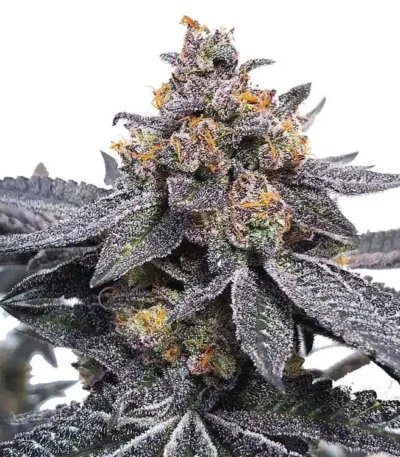 Dosidos strain seeds