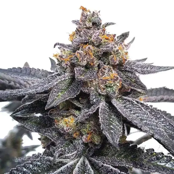 Dosidos strain seeds