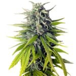 Durban Poison strain feminized seeds