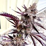 Code Red seeds for sale: Exotic Genetix strain Red Runtz