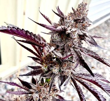 Code Red seeds for sale: Exotic Genetix strain Red Runtz