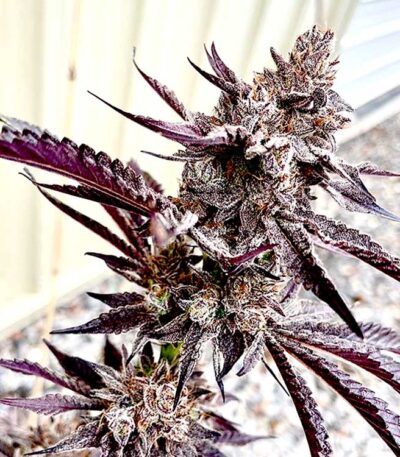 Code Red seeds for sale: Exotic Genetix strain Red Runtz