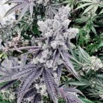 Grape Gary seeds (Exotic Genetix)