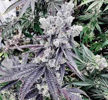 Grape Gary seeds (Exotic Genetix)