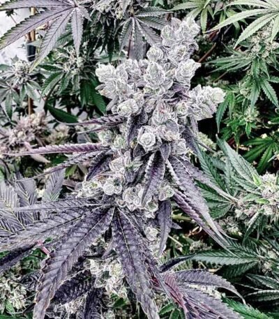 Grape Gary seeds (Exotic Genetix)