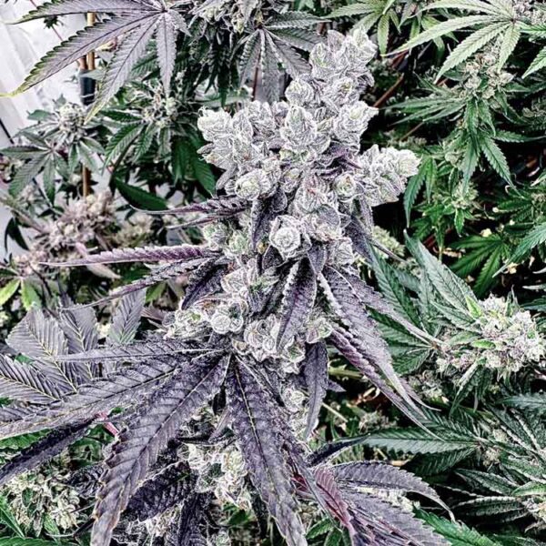 Grape Gary seeds (Exotic Genetix)