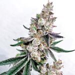Exotic Genetix Kacklesnatch cannabis seeds for sale