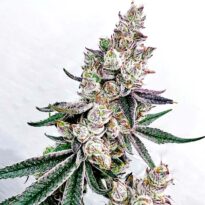 Exotic Genetix Kacklesnatch cannabis seeds for sale