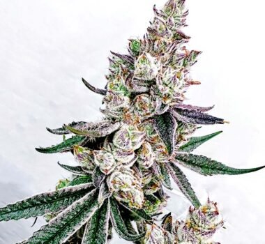 Exotic Genetix Kacklesnatch cannabis seeds for sale