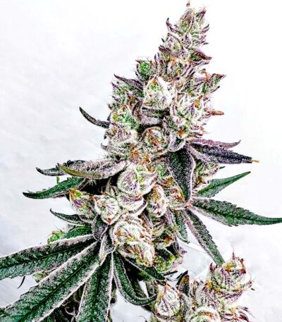 Exotic Genetix Kacklesnatch cannabis seeds for sale