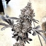 Money Ball - MoneyBall (feminized seeds) Exotic Genetix strain