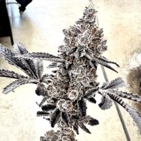 Money Ball - MoneyBall (feminized seeds) Exotic Genetix strain