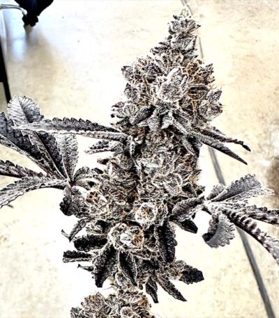 Money Ball - MoneyBall (feminized seeds) Exotic Genetix strain